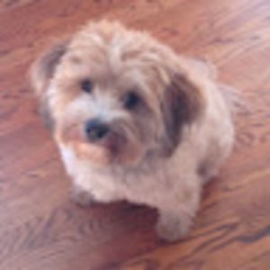 Meet your Posher, Sadie